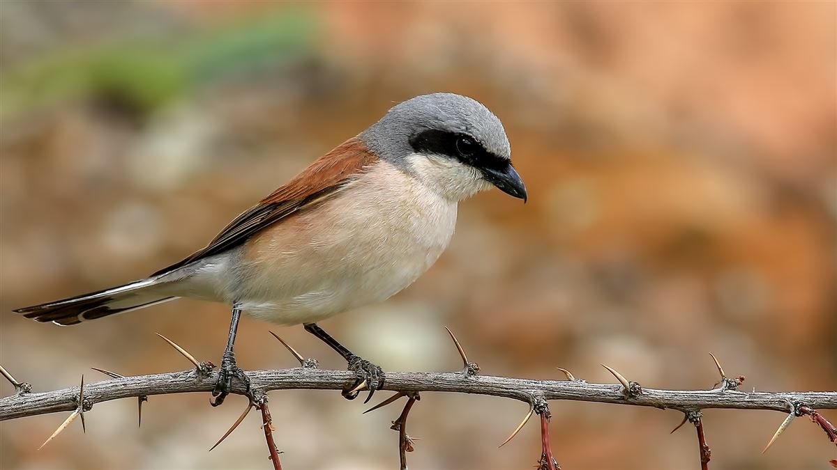 Red-backed Shrike