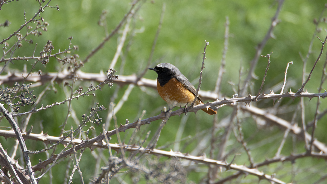 Common Redstart