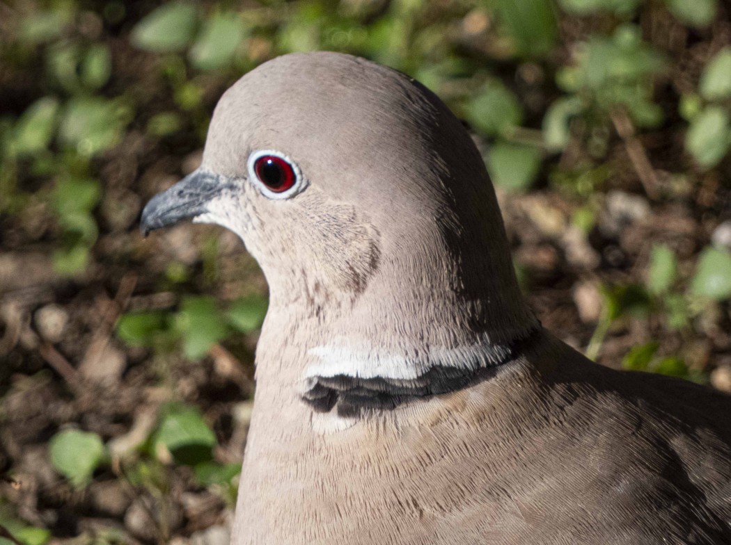 Eurasian Collared Dove
