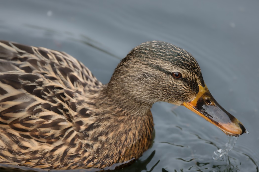 Mallard