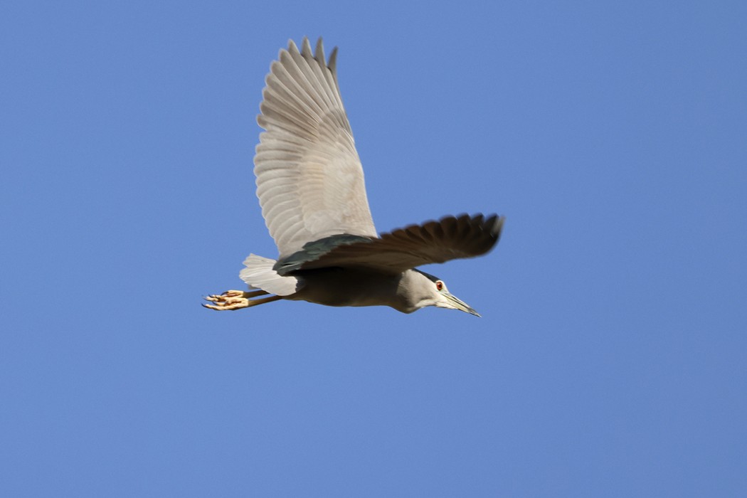 Black-crowned Night Heron