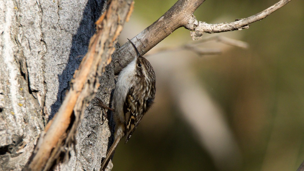 Short-toed Treecreeper