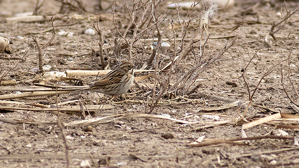 Common Reed Bunting
