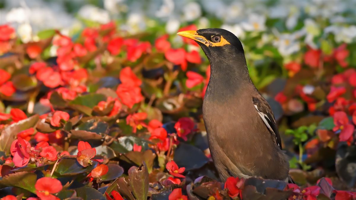 Common Myna
