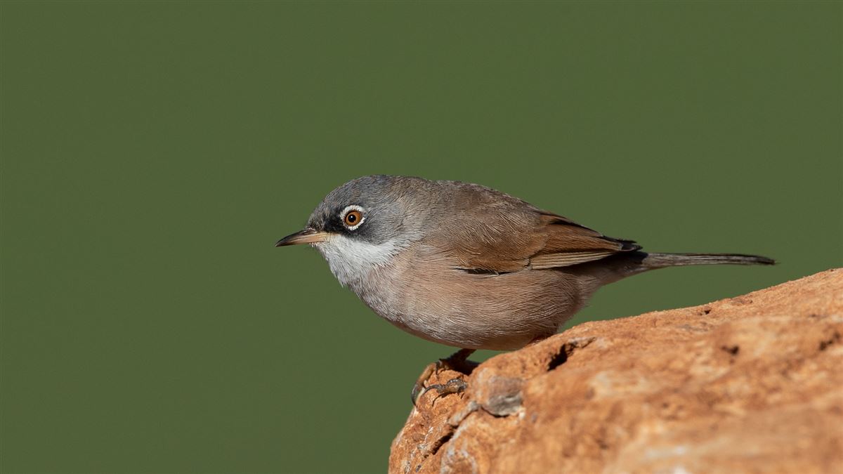 Spectacled Warbler