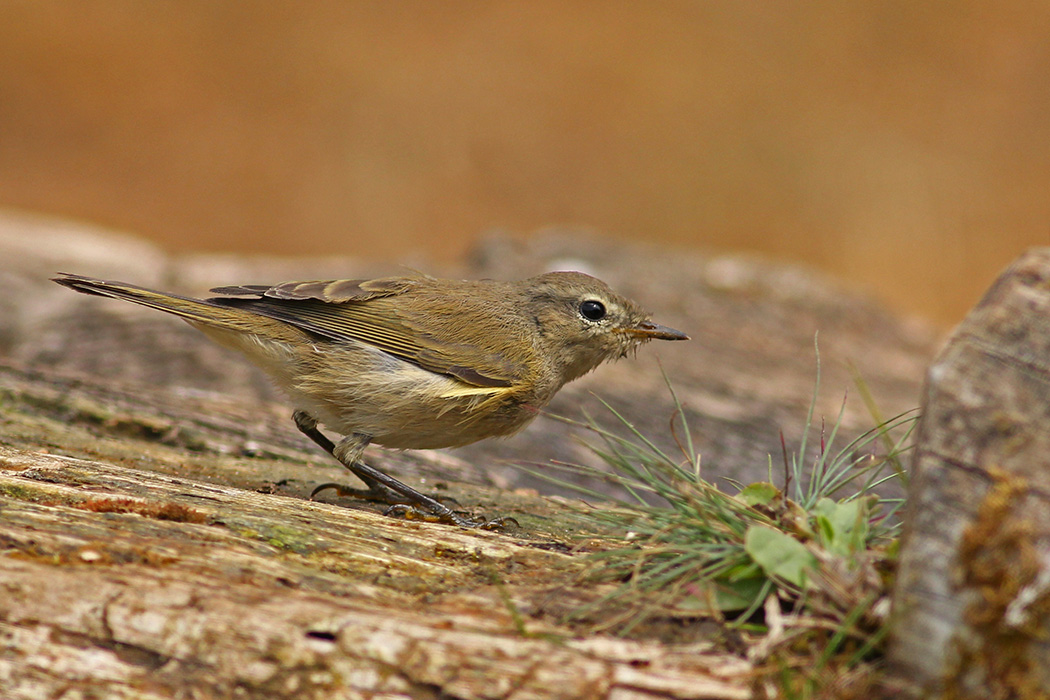 Common Chiffchaff