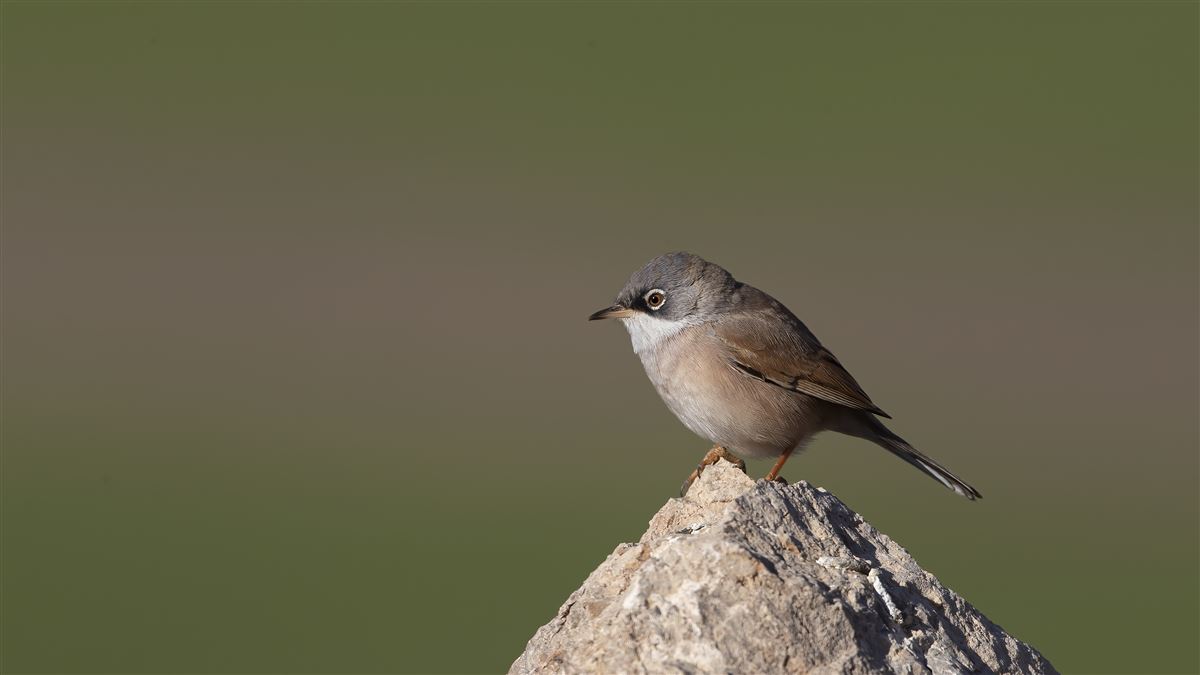 Spectacled Warbler