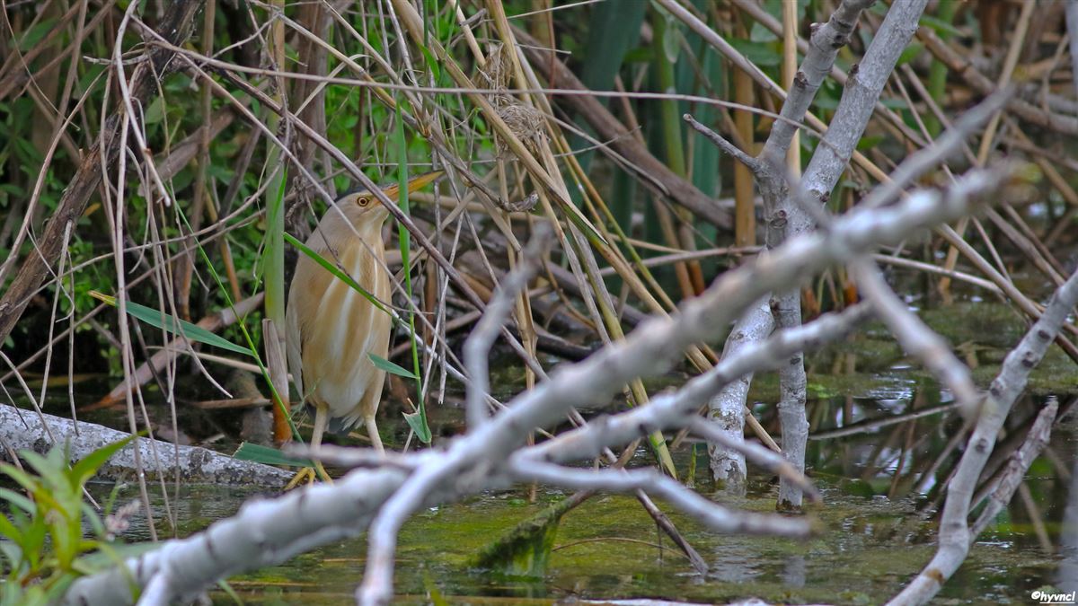 Little Bittern