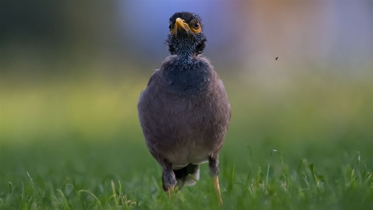 Common Myna