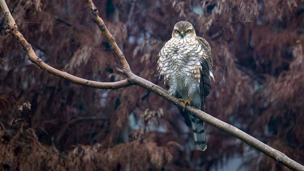 Eurasian Sparrowhawk