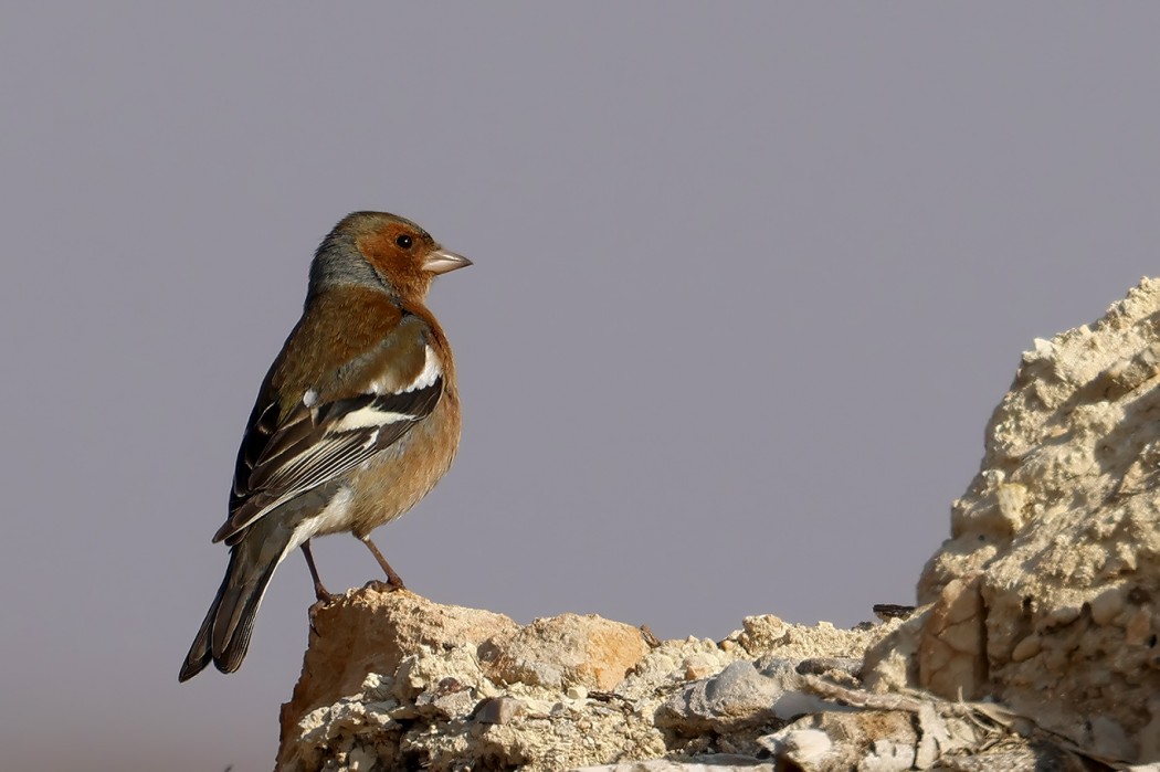 Eurasian Chaffinch