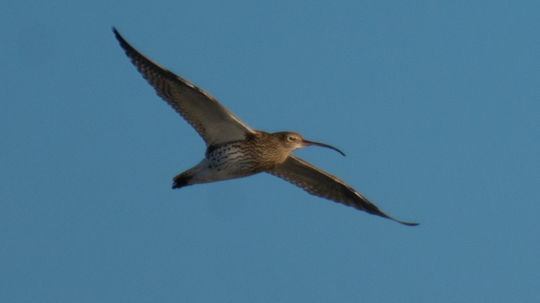 Eurasian Curlew