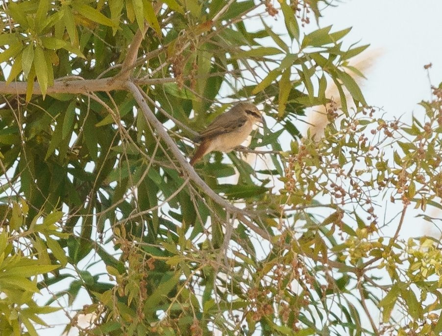 Red-tailed Shrike