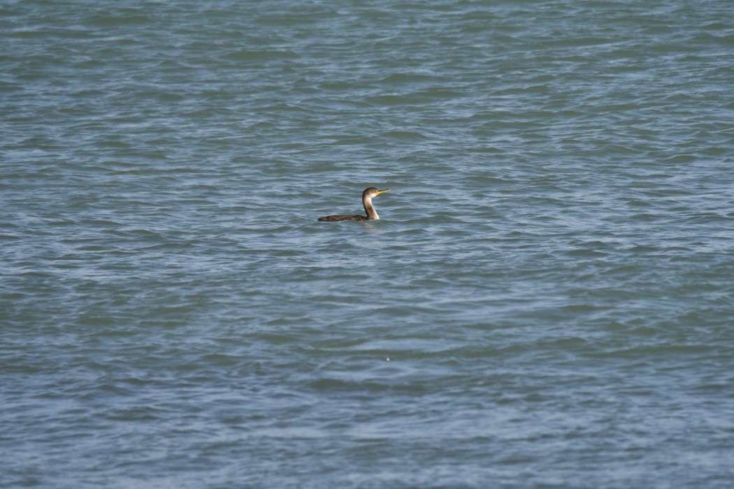 European Shag
