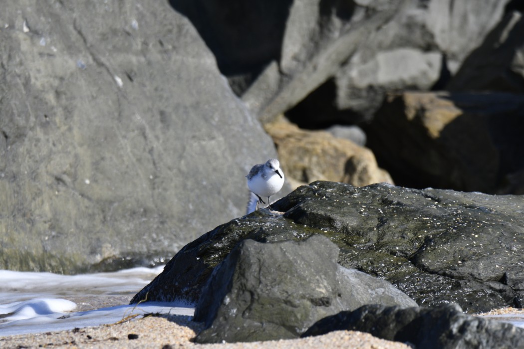 Sanderling