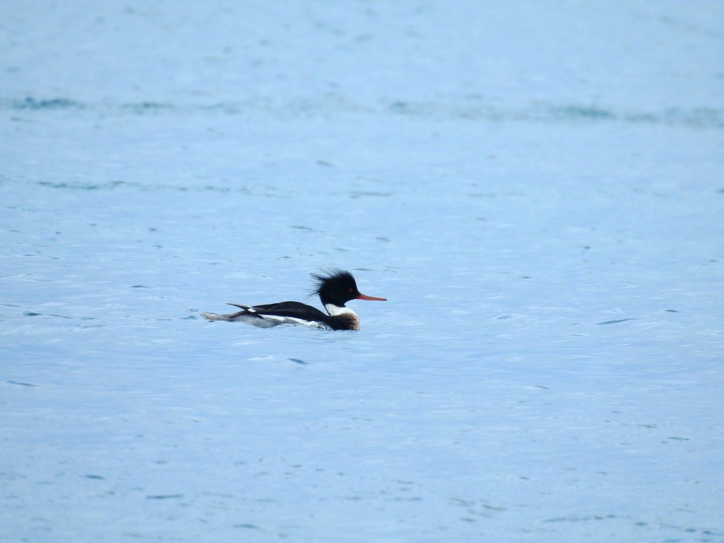 Red-breasted Merganser
