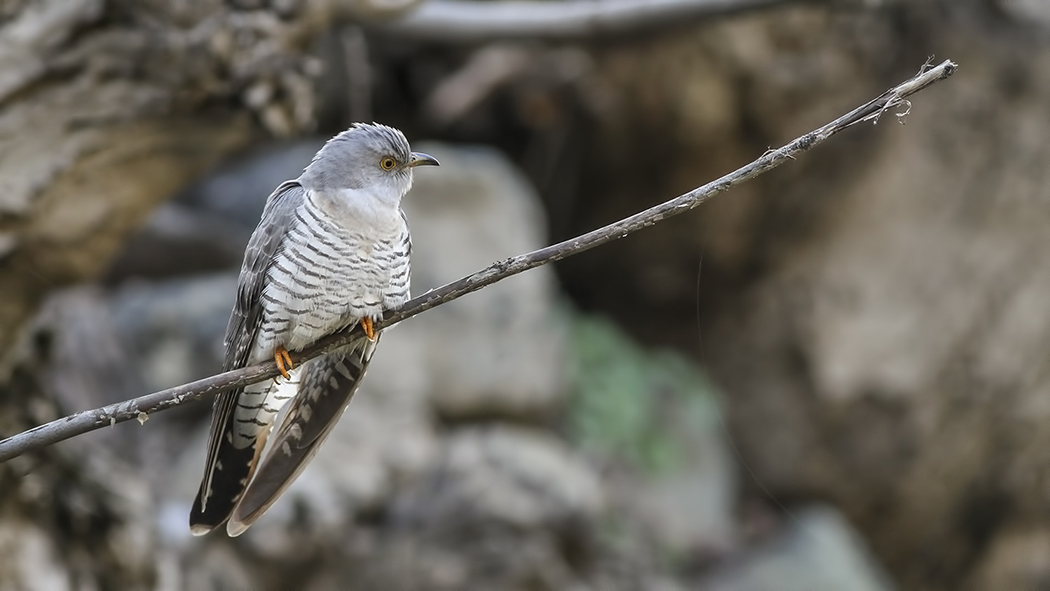 Common Cuckoo