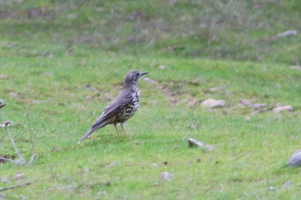 Mistle Thrush