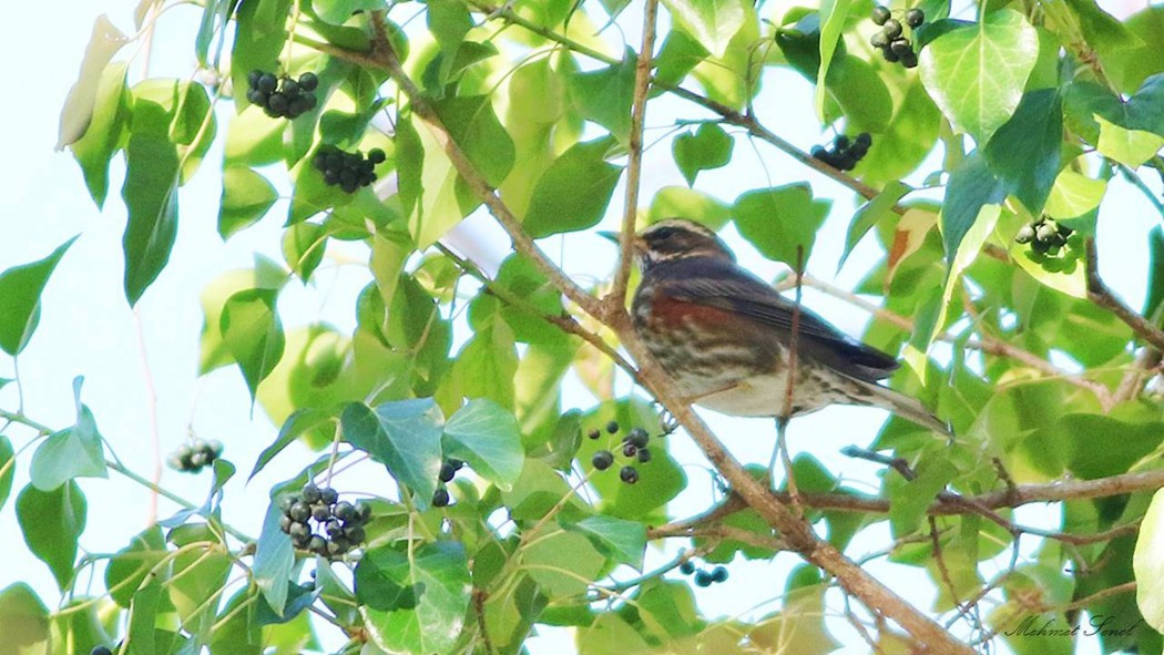 Redwing