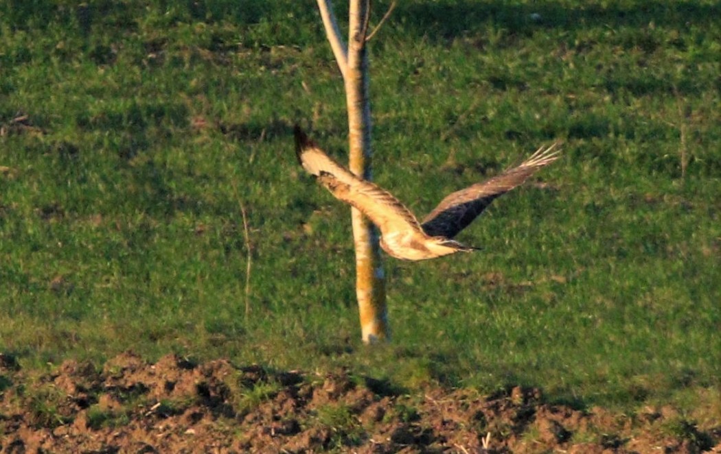 Rough-legged Buzzard
