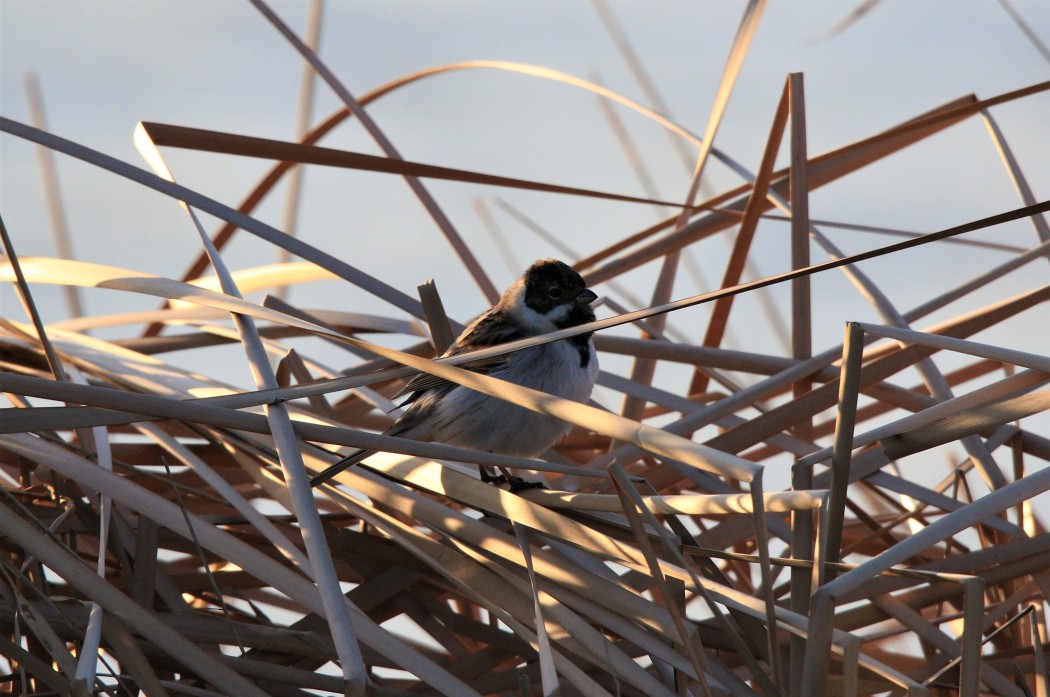 Common Reed Bunting