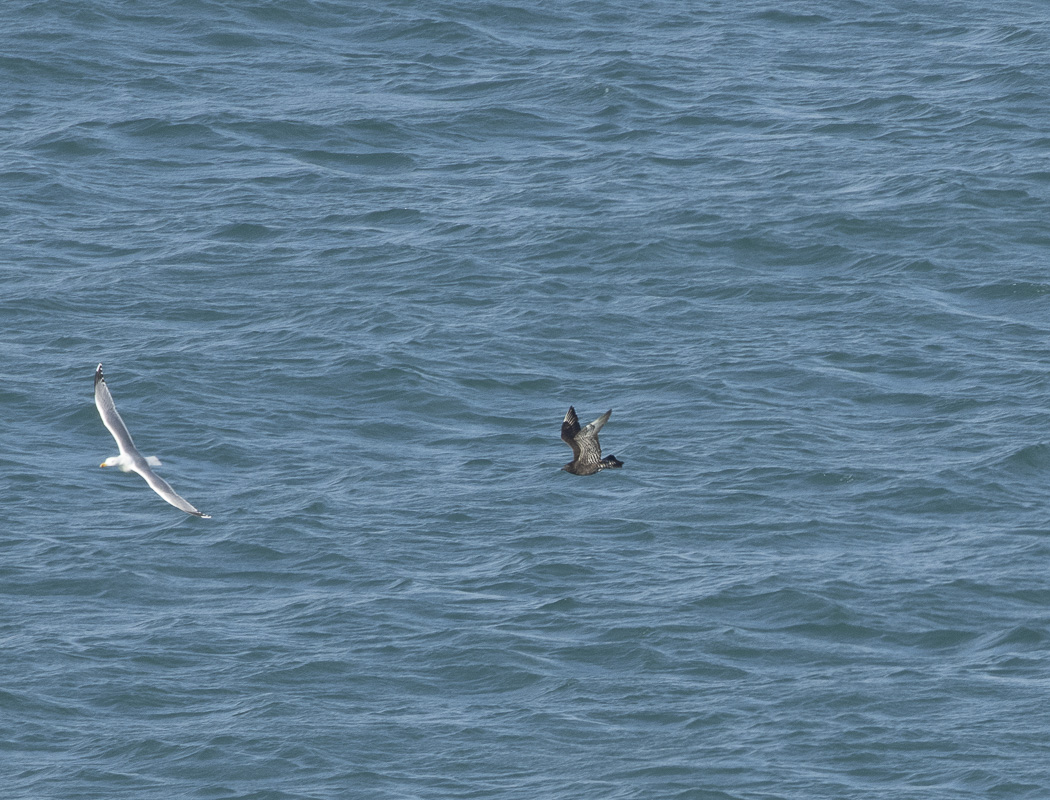 Pomarine Jaeger