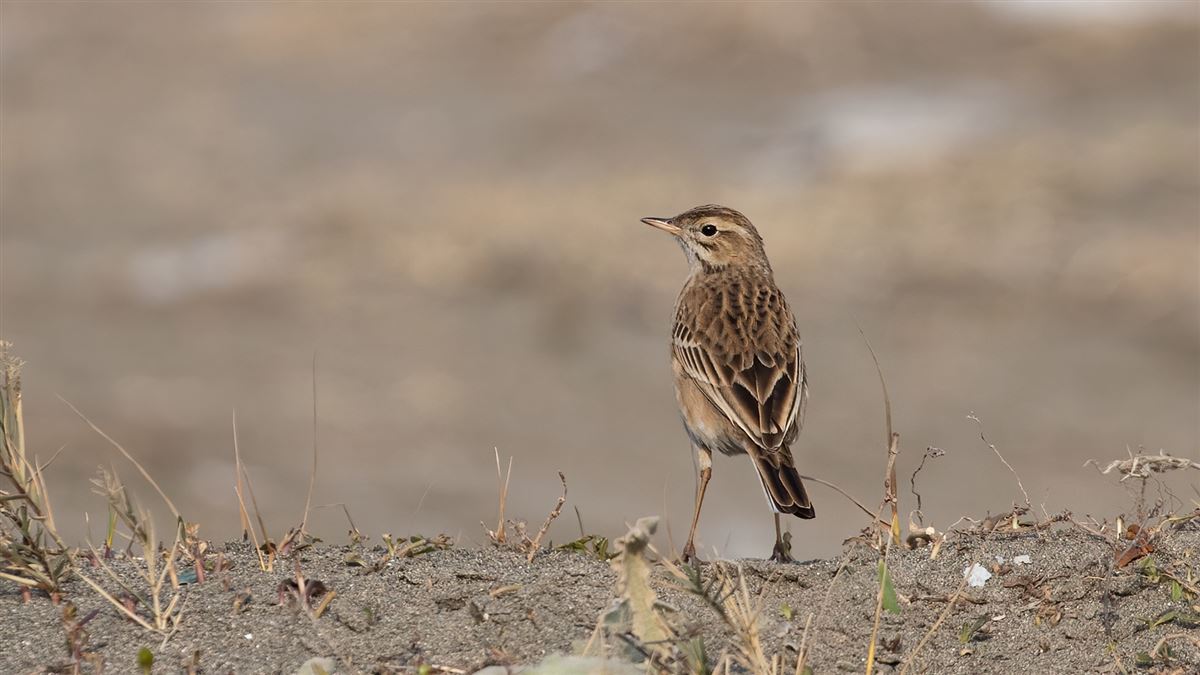 Blyth`s Pipit