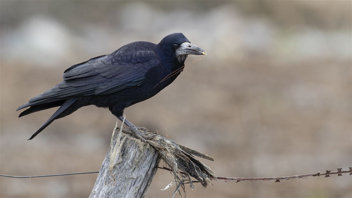 Rook