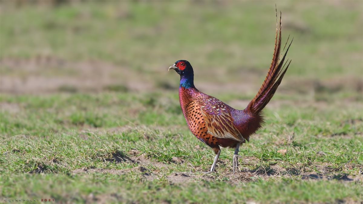 Common Pheasant