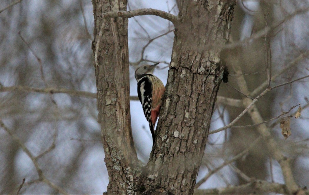 Middle Spotted Woodpecker