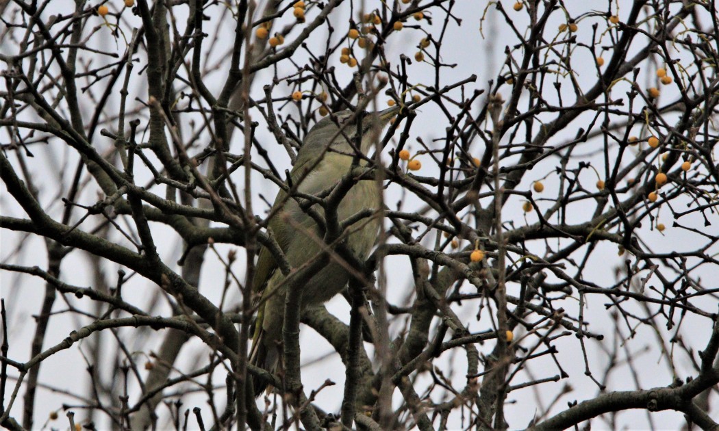 Grey-headed Woodpecker