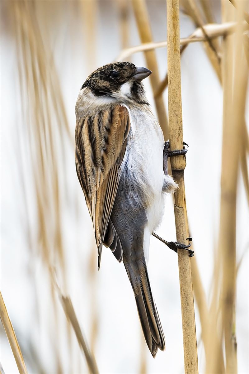 Common Reed Bunting