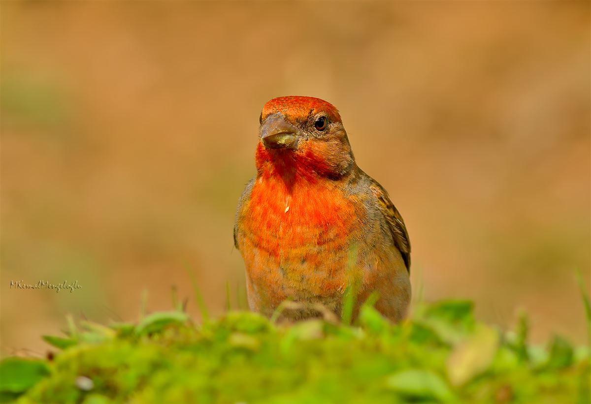Common Rosefinch