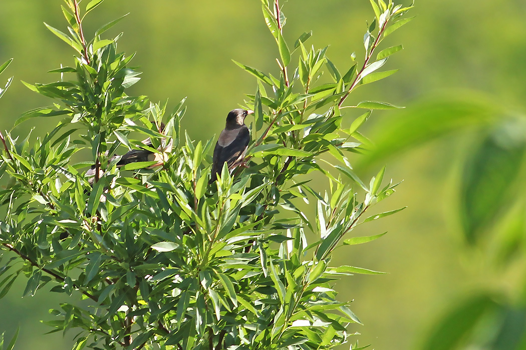 Rosy Starling