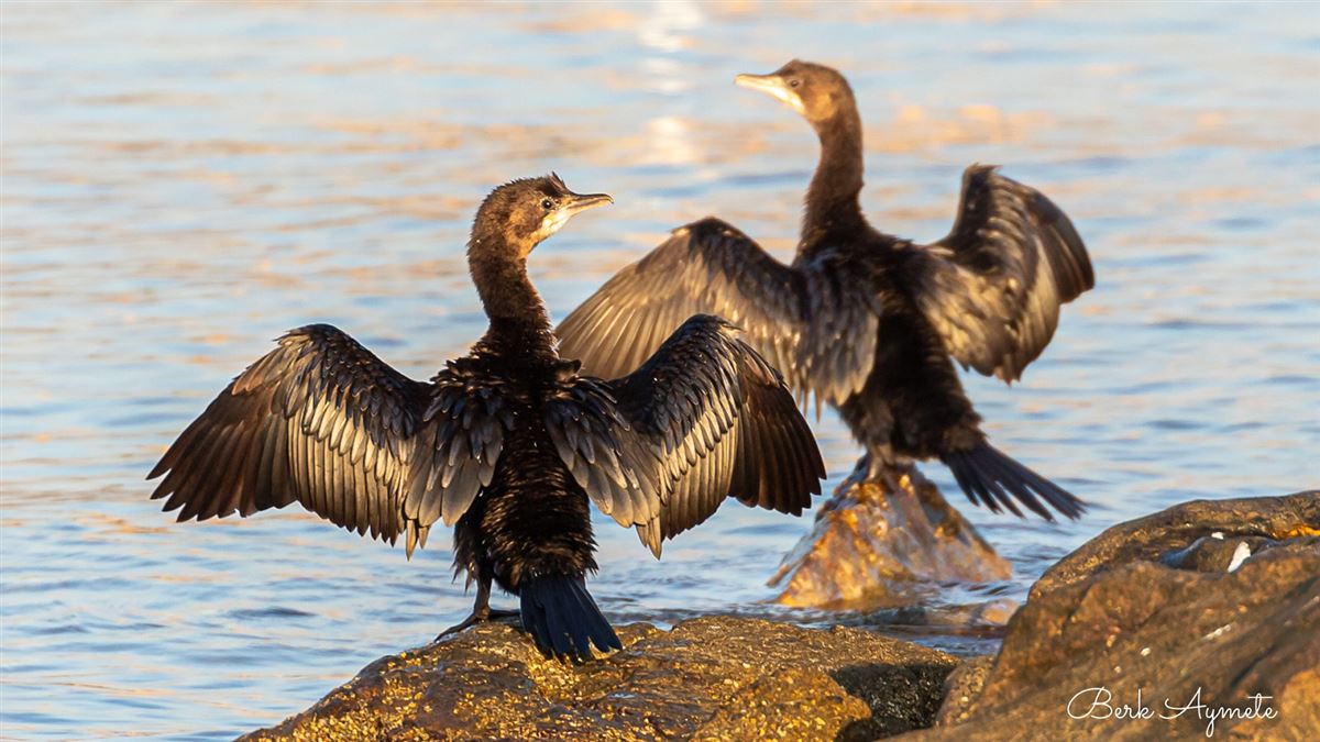 Pygmy Cormorant