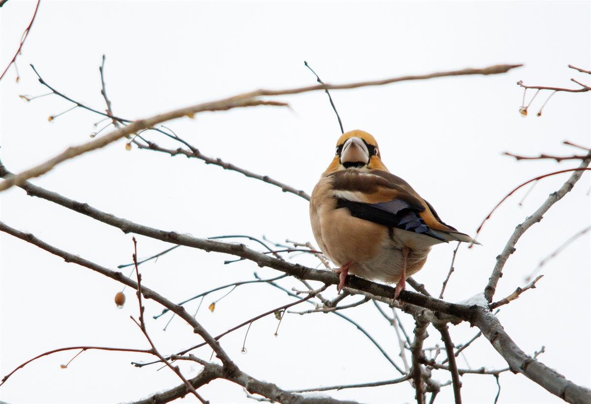 Hawfinch