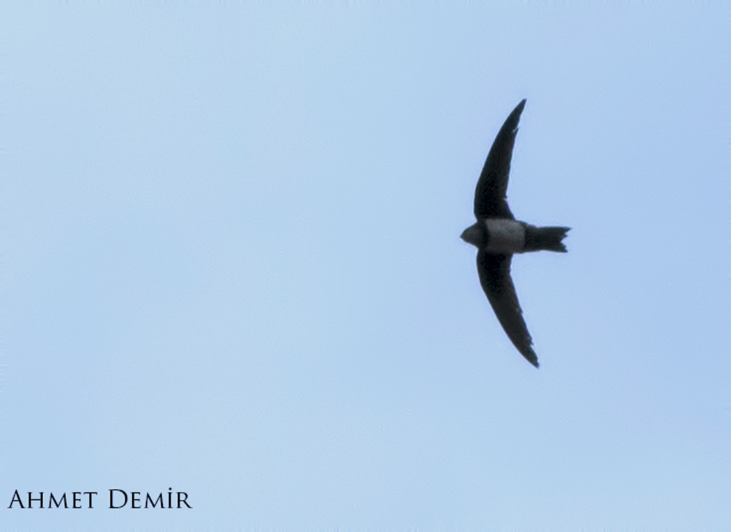Alpine Swift