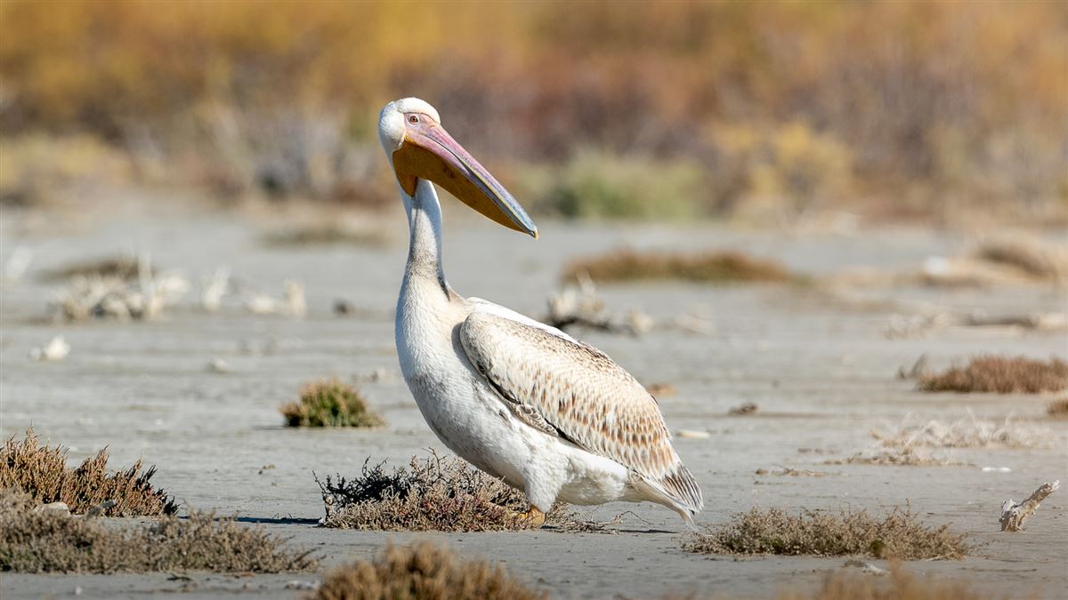 Great White Pelican