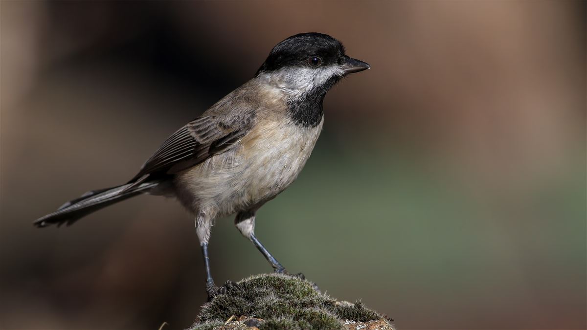 Sombre Tit