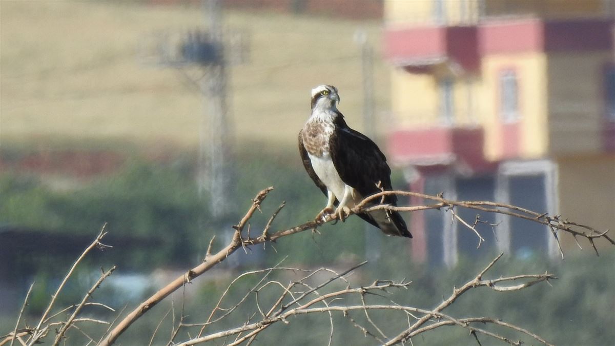 Osprey