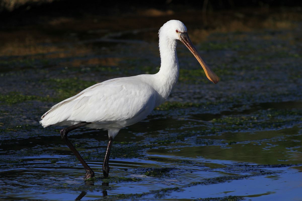 Eurasian Spoonbill