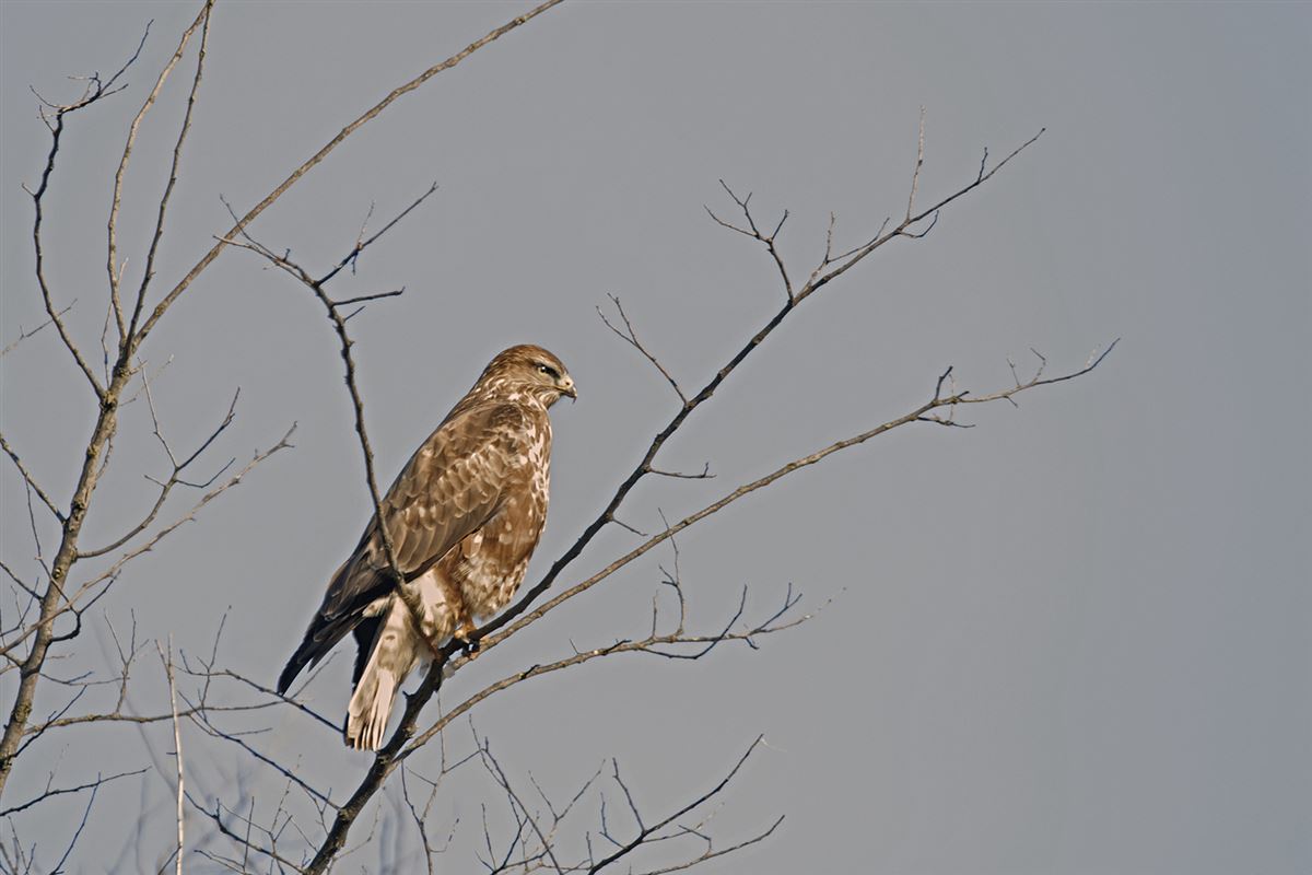 Common Buzzard