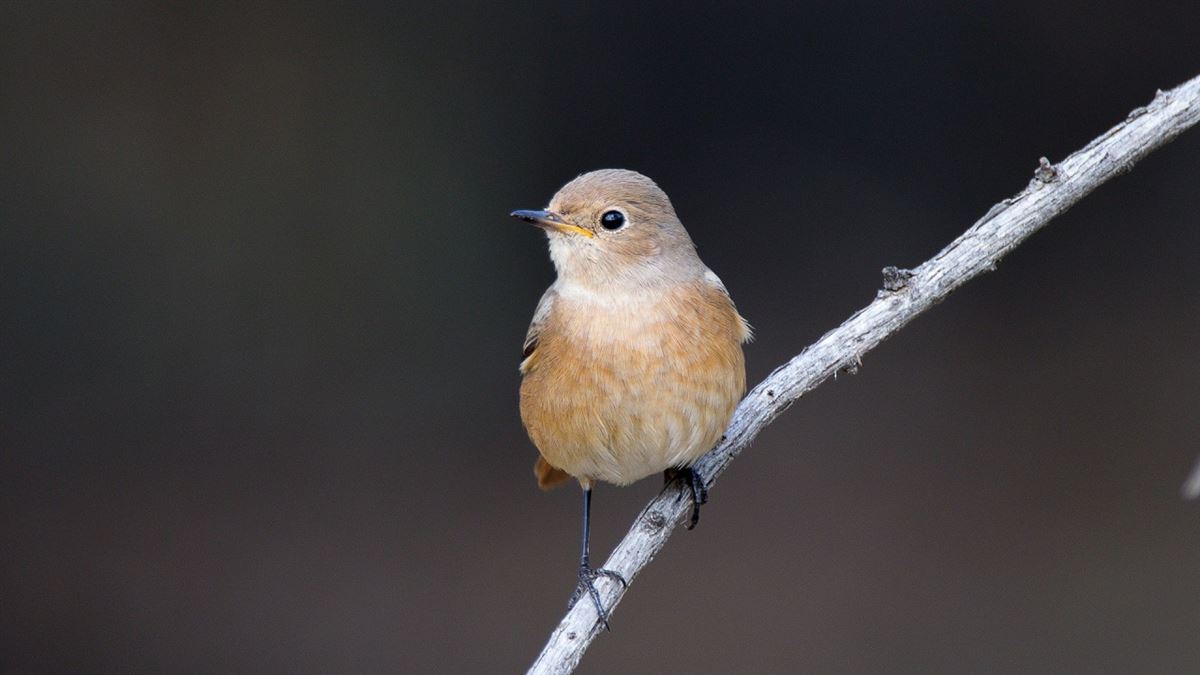 Common Redstart
