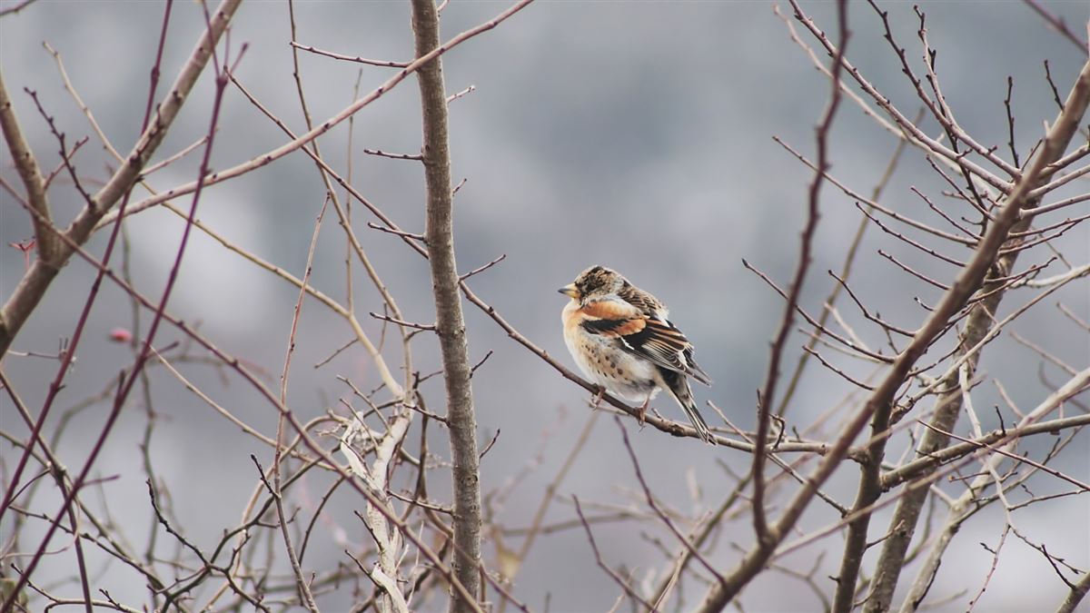 Brambling