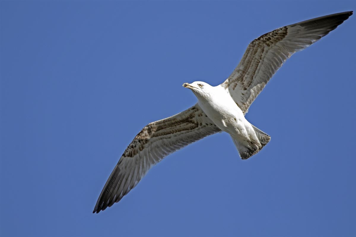 Yellow-legged Gull