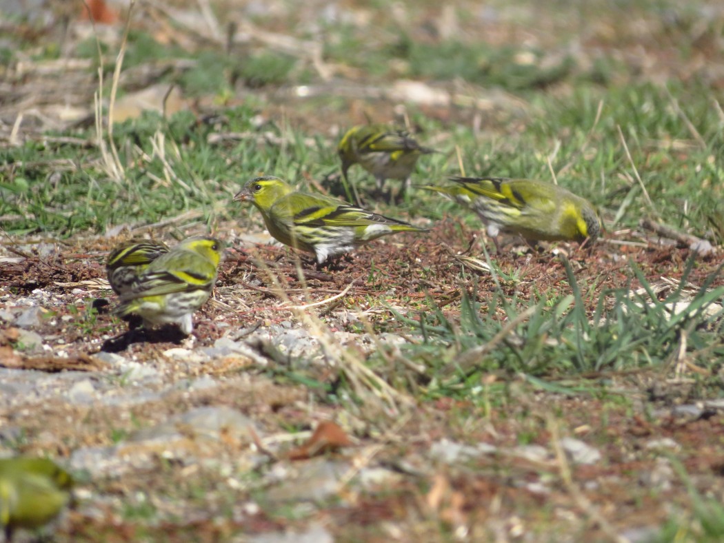 Eurasian Siskin