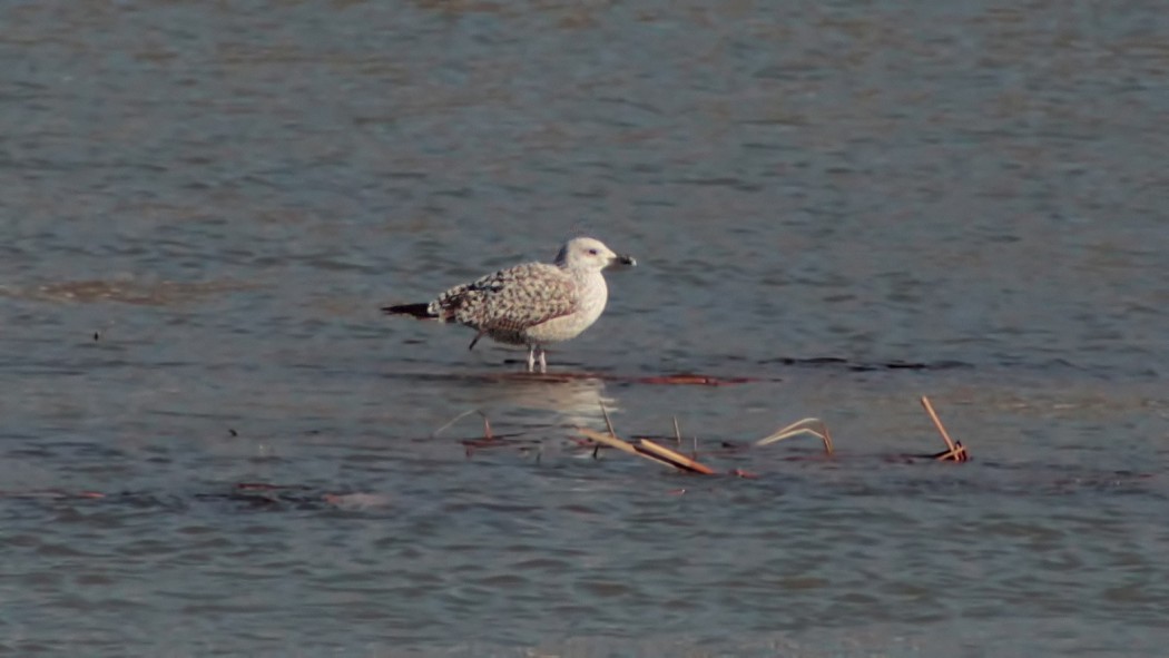 Armenian Gull
