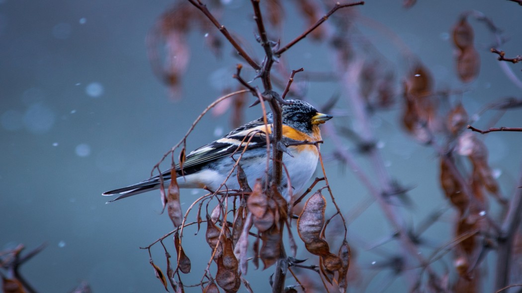 Brambling