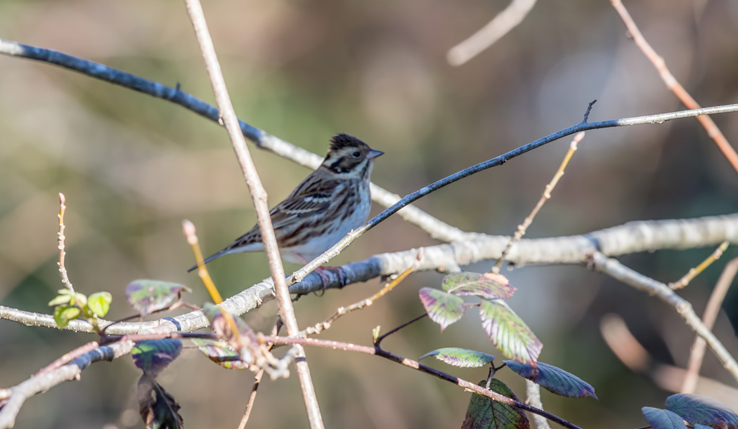 Rustic Bunting