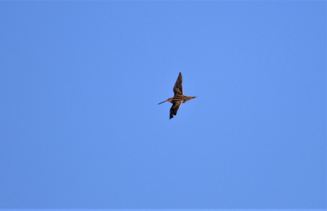 Common Snipe